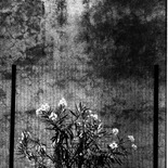 Carmine Fiore | Appunti floreale:2