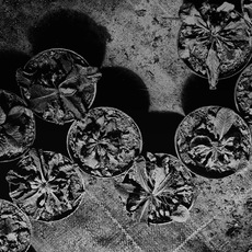 Carmine Fiore | Appunti Floreali: 4