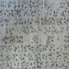 Chiara De Marco | Tracce II