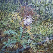 Claudio Falasca | Cardo nel bosco