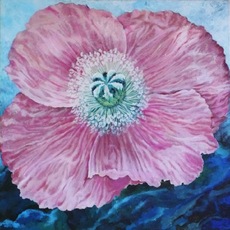 Fiorella Iori | Papavero Rosa