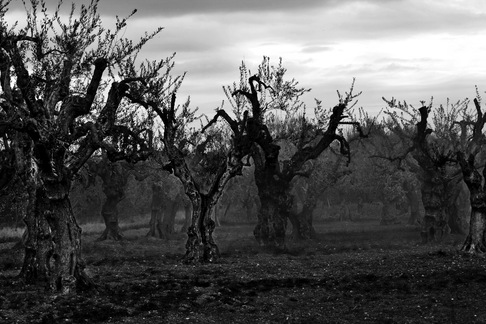 Giuseppe Dibenedetto | Puglia 2013
