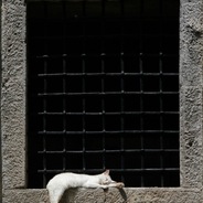 Giuseppe Moscato | Dream