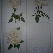 Grazia Bertiglia | geometria di una rosa