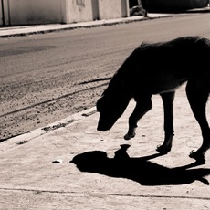 Abraham Alfredo Reyes Esparza | Urban Shadows