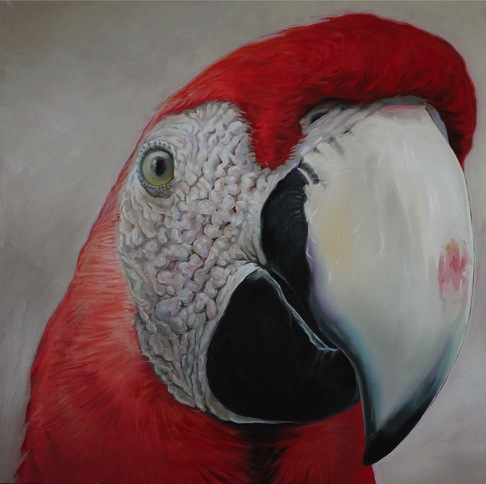 Andres Gallo Cajiao | Guacamaya