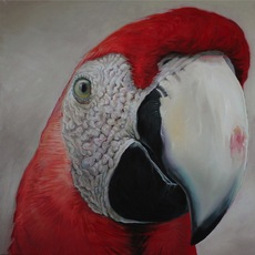 Andres Gallo Cajiao | Guacamaya