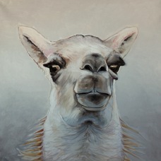 Andres Gallo Cajiao | Llama