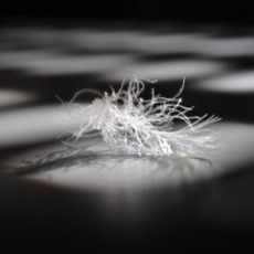 Anna Maria Cilia | forse.. un angelo