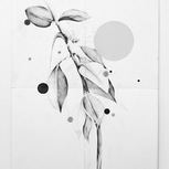 Antonio Picardi | Leaves