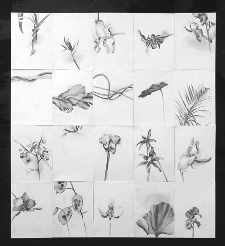 Antonio Picardi | Leaves