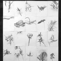 Antonio Picardi | Leaves