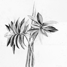 Antonio Picardi | Leaves