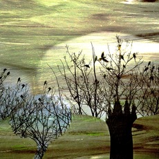 arlyna cavo | albero