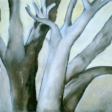 Cervia Isabella | Albero