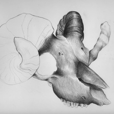 Christophe Rabuel | Bélier
