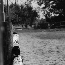 DJD | SALTO AD OSTACOLI