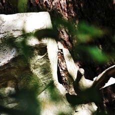 Luca Marchetti | Peace Symbol