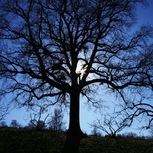Luca Marchetti | Tree of Life