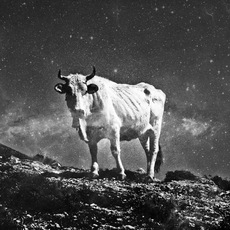 Marco Morici | My heart is a mineral - cow