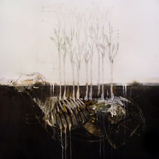 Nunzio Paci | campo di ranuncoli