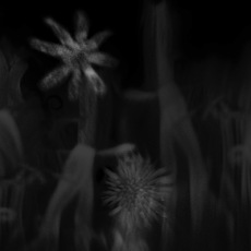 Stefania Piccioni | Vista sul Giardino
