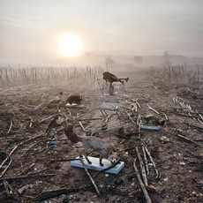 Stefano Parrini | Land Market