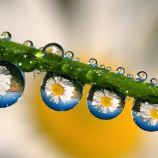 Alberto Ghizzi Panizza | Riflessioni naturali