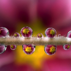 Alberto Ghizzi Panizza | Simmetrie