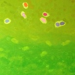 Anna Maria Pogliani | Aria di primavera