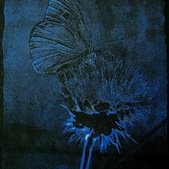 Carlo Ferroni | Farfalla