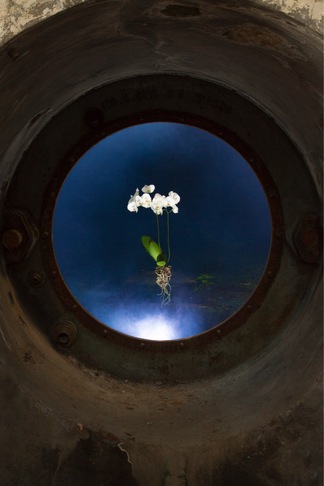 Lorenzo Pingitore | Phalaenopsis