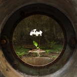 Lorenzo Pingitore | Phalaenopsis Fluctuare
