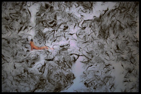 Lucia Bricco | Vermario