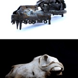 MAD | Anatomia Meccanica Cane