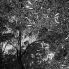 Nola Ka | Interpretation of Nature (3) - Tree Reflection