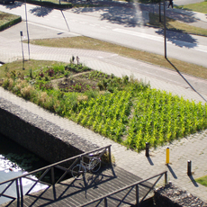 Roos Terra | Berm-akker-tuin (roadside-field-garden)