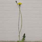 Roos Terra | Gele composiet (compositae)