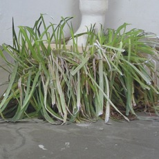 Roos Terra | Graspol (clump of grass)