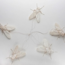 Stefano Zaratin | Whiteflies
