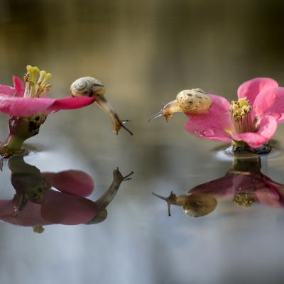 Alberto Ghizzi Panizza | (DSC2960 Resize)