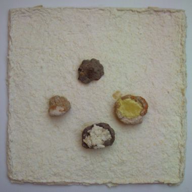 Bartolomeo Conciauro | elementi naturali