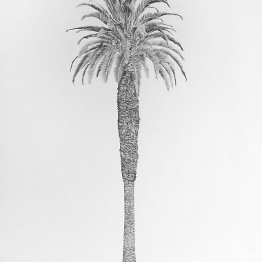 Charlotte Royle | Summer Palm