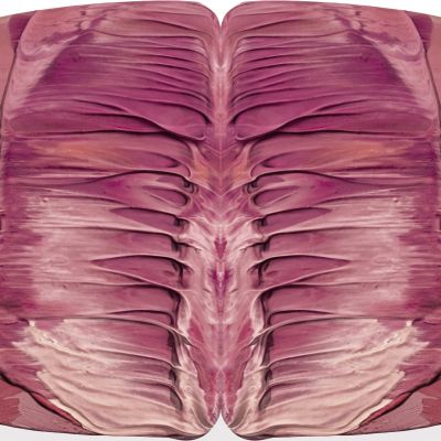 Cristiano Di Martino | Anatomia del Colore-Pube (particolare)