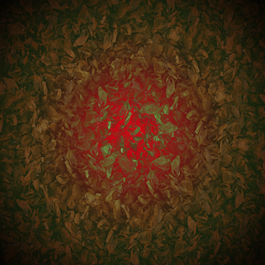 Klaus Bittner | peeled almonds