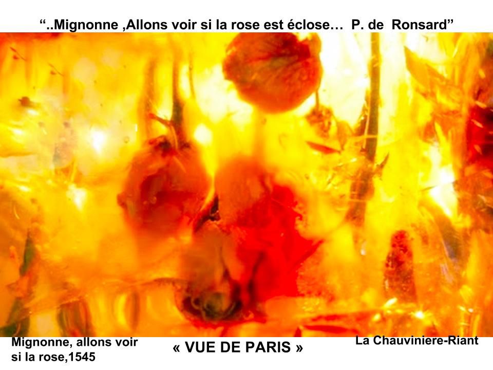 lachauviniere_riant | migonne ronsard