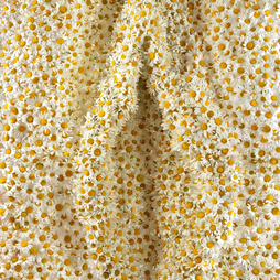 Patrick Van Der Elst | Daisy