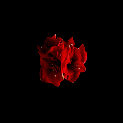  | Corteggiamento calmo 2016 - Amaryllis punicea