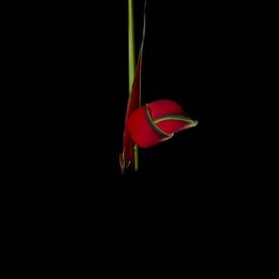  | Corteggiamento calmo 2016 - eliconia acuminata