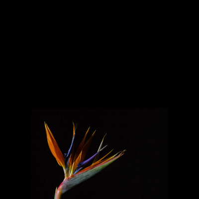  | Corteggiamento calmo 2016 - strelitzia reginae